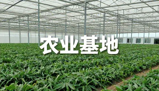 文化传媒项目中限制条件如何影响执行效果
